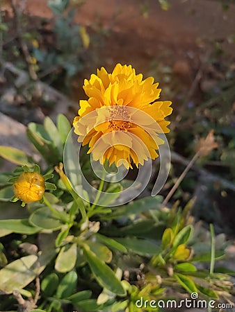 â€œFlowersâ€¦ are a proud assertion that a ray of beauty out values all the utilities in the world.â€ Stock Photo